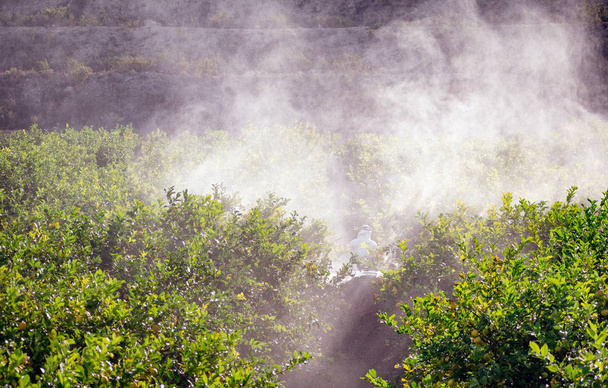 Mezőgazdasági traktort vezet, rovarirtó és rovarirtó szereket permetez citromültetvényen Spanyolországban. Gyomirtó szerek fertőtlenítése. Ökológiai ökológiai mezőgazdaság. Egy permetező gép, traktorszóróval követve - Fotó, kép