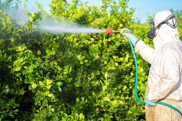 農民の男は、害虫駆除、消化スプレー。殺虫剤の殺菌剤だ有機生態農業。スペイン、農業プランテーションでのスプレー殺虫剤、果物レモンの農薬. - 写真・画像