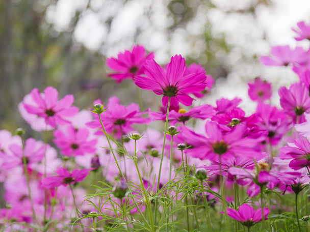 Pole svěží a přírodní barevné kosmu květiny, květina mě - Fotografie, Obrázek