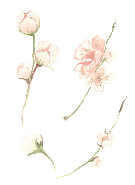 Иллюстрация акварели розовых цветков персика с зелеными листьями на ветке на изолированном белом фоне
 - Фото, изображение