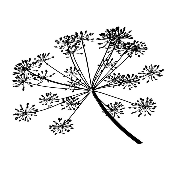 Illustration vectorielle d'une branche noire de graines d'aneth sur fond blanc
 - Vecteur, image