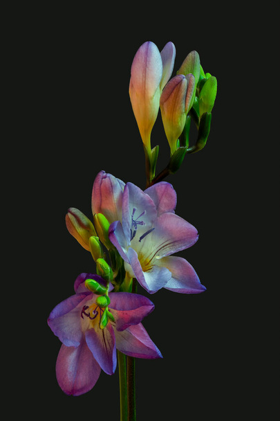 surrealistisches Paar offene violette Freesia-Blüten, Knospen, Vintage-Kunst - Foto, Bild