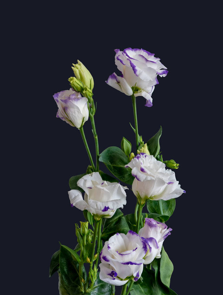 viola bianco vistoso mazzo di genziana prateria macro, bella natura morta
 - Foto, immagini