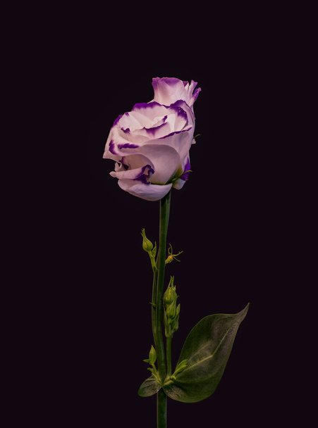 violeta blanco vistoso pradera genciana flor par macro, vintage bellas artes
 - Foto, Imagen