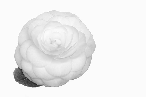 Monokróm elszigetelt fiatal Camellia virág makró, fehér háttér - Fotó, kép