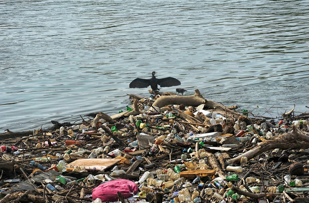 Alas de secado de cormoranes
 - Foto, Imagen