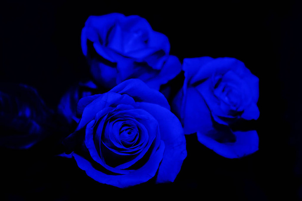 close-up shot of blue rose bouquet on black - Fotó, kép