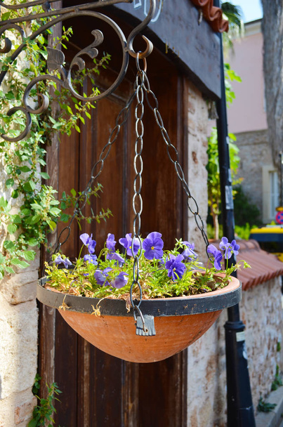 Violets in a decorative pot hang with a wall of the house - Photo, Image