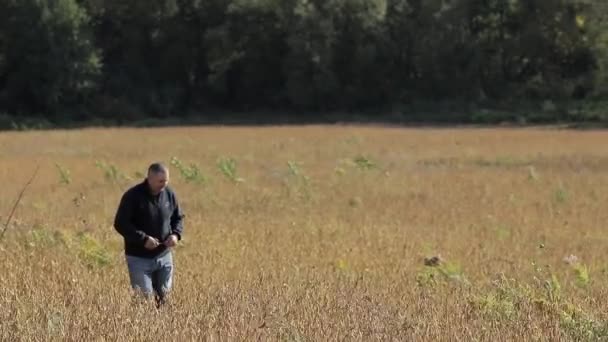 a man walking among wheat meadow  - 映像、動画