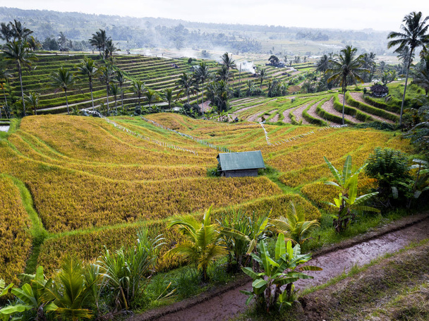 Vista aérea de terrazas de arroz en Bali, Indonesia
 - Foto, imagen