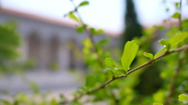 Πράσινη άδεια τροπικού δέντρου το καλοκαίρι, έννοια χαλάρωσης. - Πλάνα, βίντεο