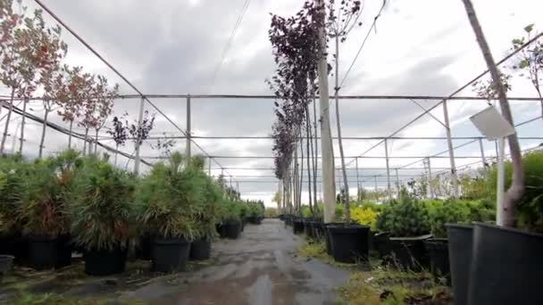 wandelen door boom plantage zaailing in potten - Video