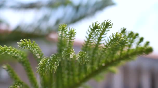 Абстрактная природа, зеленое дерево летом
. - Кадры, видео