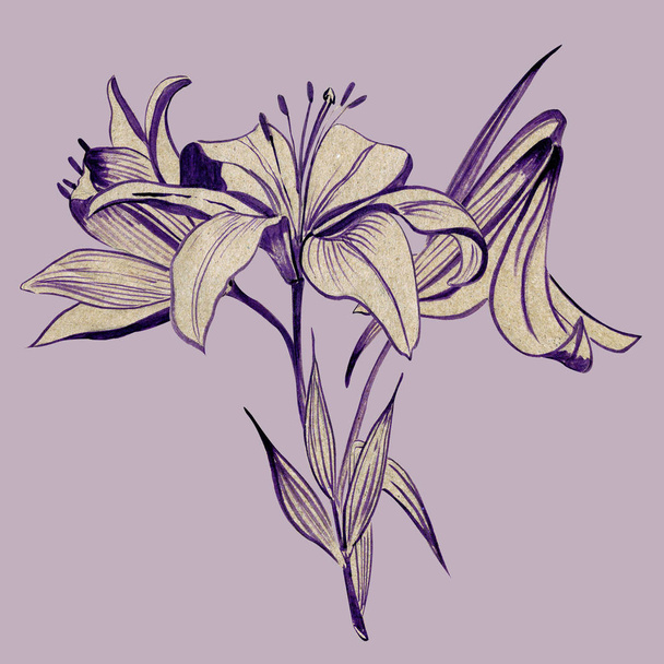 White lily - Photo, Image