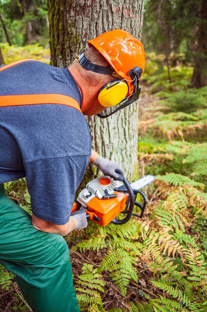 lumberjack at work - Photo, Image