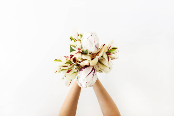 Manos femeninas sosteniendo flores de tulipán ramo sobre fondo blanco. Puesta plana, vista superior mínima composición floral
. - Foto, Imagen