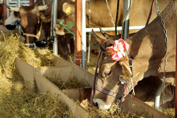 Dairy animal industries. White milk cow. - Фото, зображення