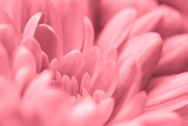 Abstract floral background, pink chrysanthemum flower. Macro flo - Photo, Image