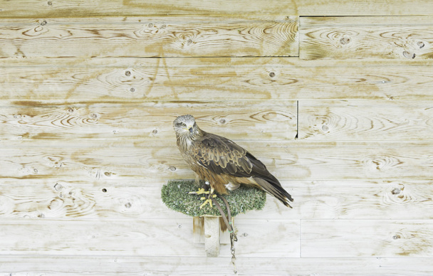 Hawk in nest - Photo, Image