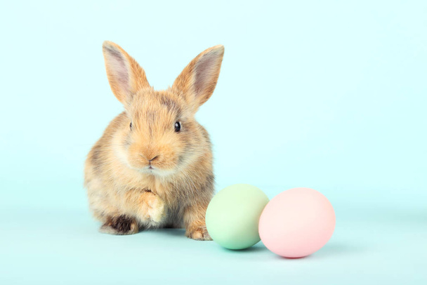 Bunny rabbit with easter eggs on blue background - Photo, image