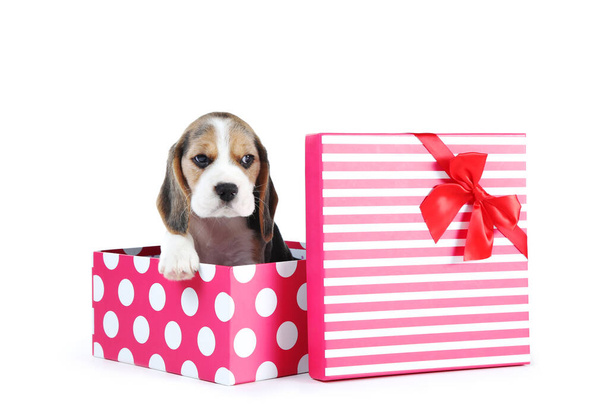Beagle puppy dog sitting in gift box on white background - Foto, afbeelding