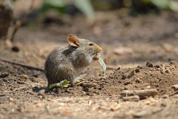 bosmuis eten een blad - Foto, afbeelding