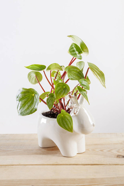 Watermelon peperomia plant in a deer shaped pot. - Photo, Image