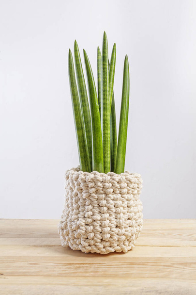 Decorative house plant - Sansevieria cylindrica on a pot in knitted case - Photo, Image