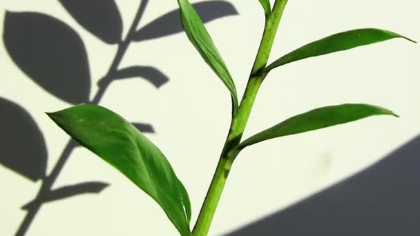 Tropikalna gałąź roślin zamioculcas z liśćmi na białym tle, zielone liście, cień - Materiał filmowy, wideo