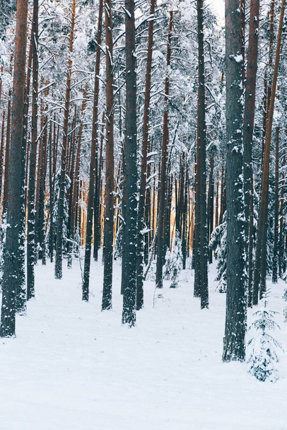 Vertical shot of beautiful tall trees in a forest on a snow covered field - Foto, afbeelding