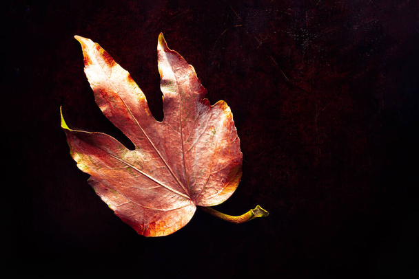 Beautiful Leaf painted in golden and copper metallic paint - Valokuva, kuva