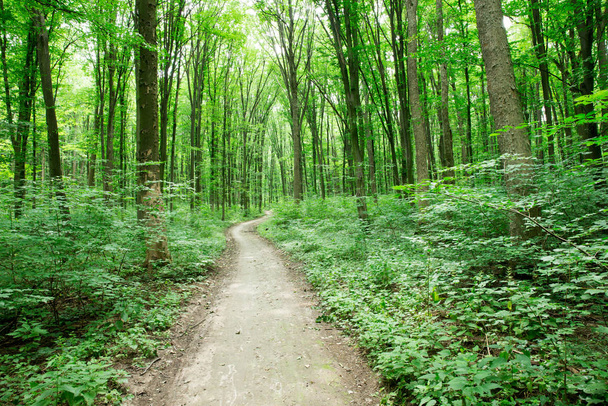 green Forest trees. nature green wood sunlight backgrounds - Fotoğraf, Görsel