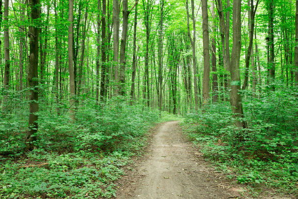 Groene Bos bomen. natuur groen hout zonlicht achtergronden - Foto, afbeelding