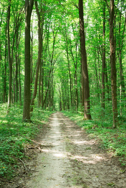 green Forest trees. nature green wood sunlight backgrounds - Fotó, kép