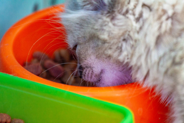 kitten eating cat food background - Foto, imagen