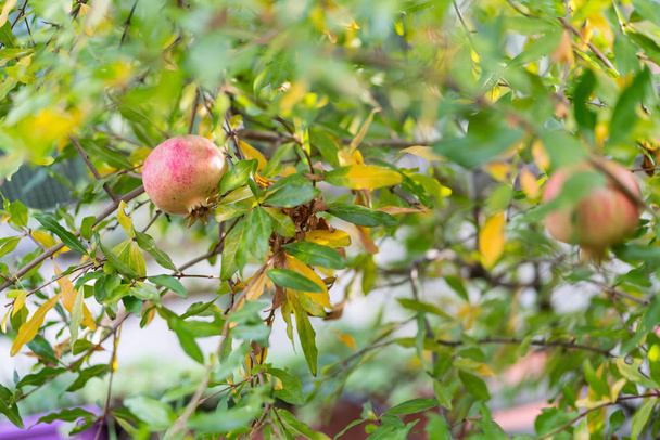 Granátové jablko ovoce na stromě se zelenými a žlutými listy připravené ke sběru - Fotografie, Obrázek
