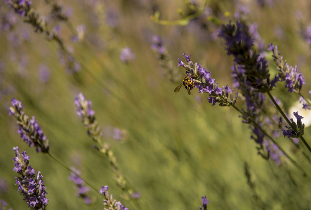 včely krmící se levandulovými květy - Fotografie, Obrázek