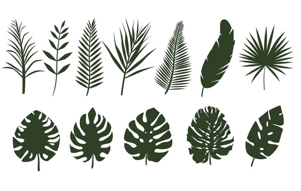 Monochrome leaves of different tropical plants. - Vector, Image