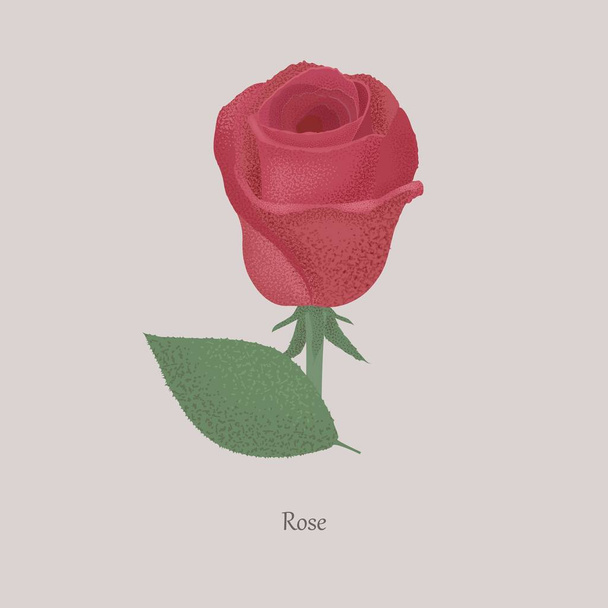 Όμορφη διακοσμητική άνθηση κόκκινο τριαντάφυλλο σε ένα γκρι φόντο. - Διάνυσμα, εικόνα