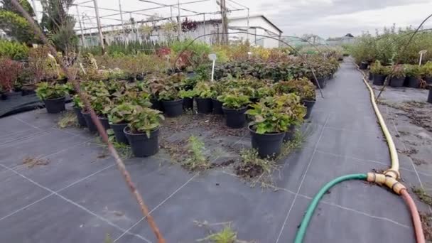 różne rośliny doniczkowe w ogrodzie - Materiał filmowy, wideo