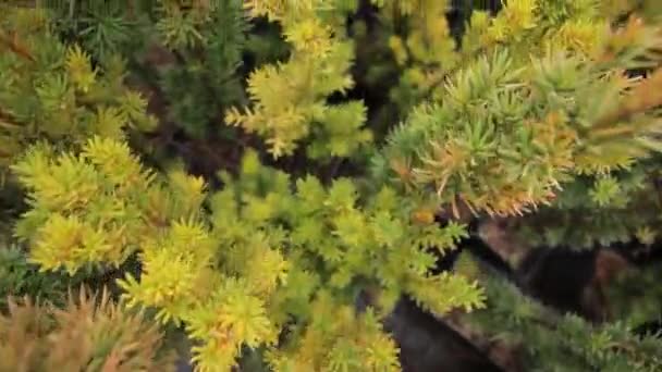 close-up vista superior de plantas envasadas coníferas
 - Filmagem, Vídeo