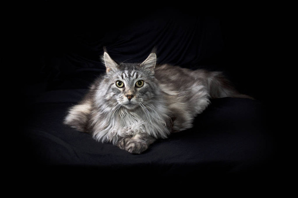 bellissimo maine coon gatto ritratto su sfondo nero guardando
 - Foto, immagini