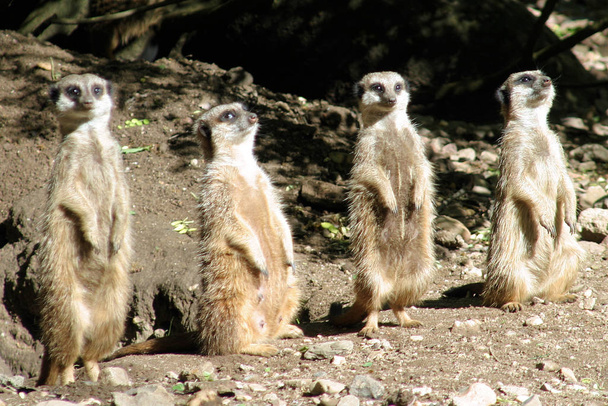meerkat suricate animal in nature - Foto, Bild