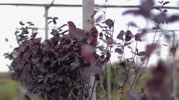close-up van violette bladeren buiten.  - Video