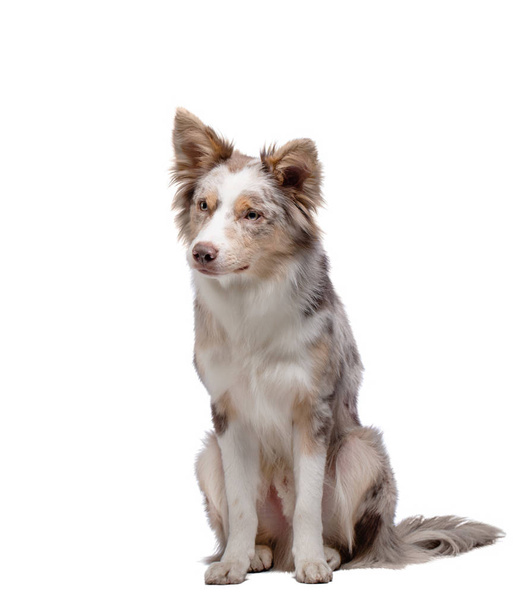 the dog is sitting. Border Collie in the studio. Animal on a white background. - Foto, Bild
