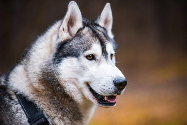 Husky kutya közelről szájkosár portré a természetről - Fotó, kép