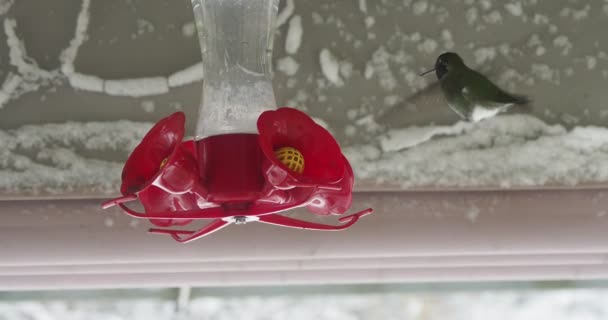 Koliber Anny żywiący się domowym podajnikiem wisiał na podwórku podczas burzy śnieżnej w Victoria Bc. 4k - Materiał filmowy, wideo
