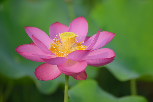 Flor de lótus em flor
 - Foto, Imagem