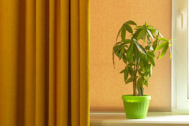 pahira binnenplant op het raam met gele gordijnen - Foto, afbeelding