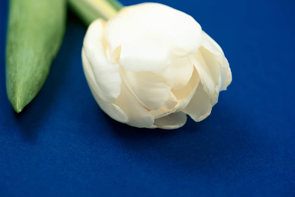 One white tulip rests on blue paper. View from above - Fotó, kép